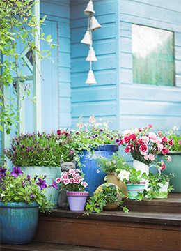 Colourful pot plants