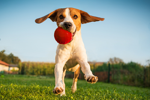 Pet law changes are coming. Let’s fetch the facts. | Barfoot & Thompson Property Management