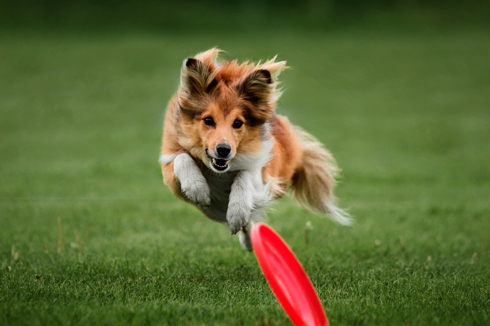Pet law changes are coming. Let’s fetch the facts. | Barfoot & Thompson Property Management