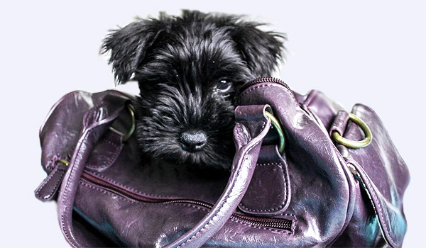 Black Miniature Schnauzer in a purple handbag