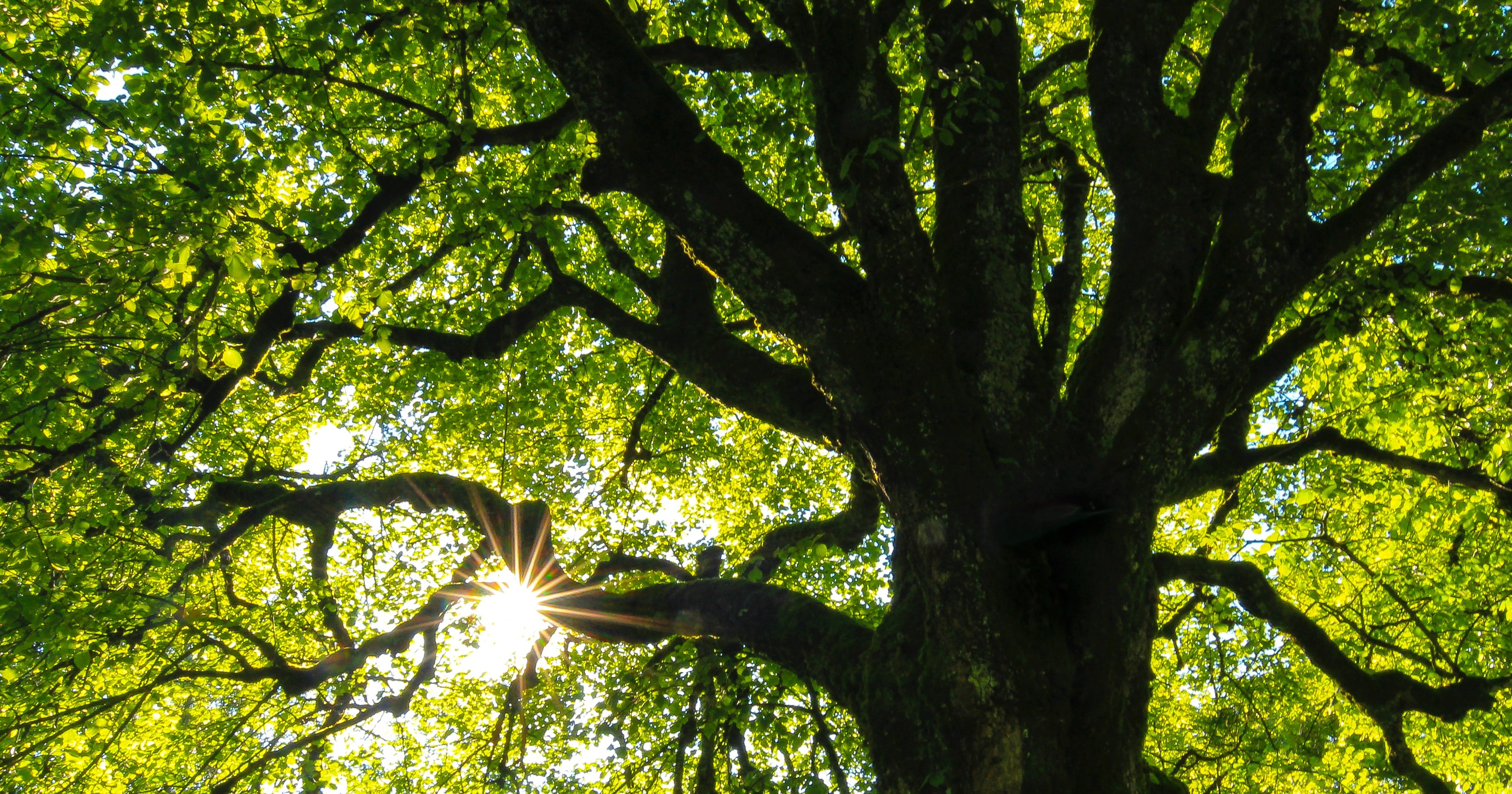 Time to check for tricky trees!